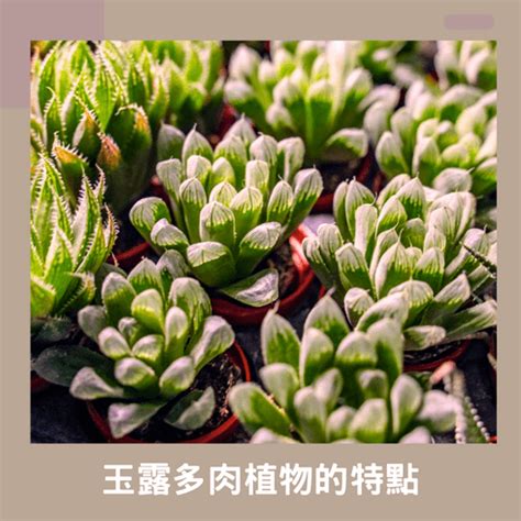 玉露 植物|玉露的照顧